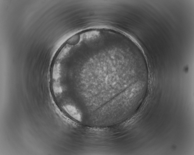 X0000115390951200912011225