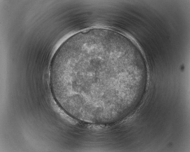 X0000115390955200912011225