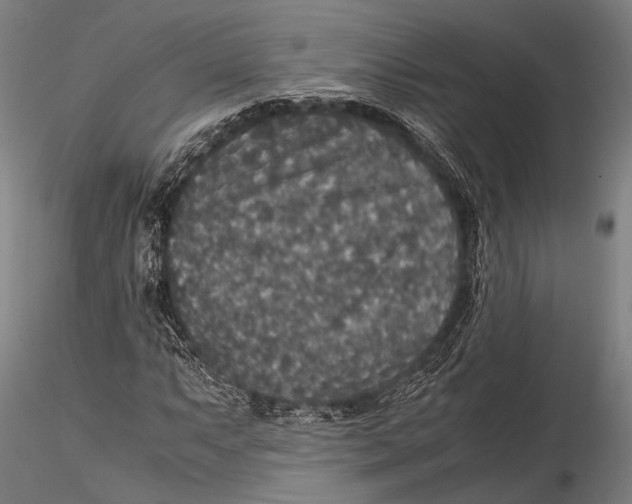 X0000115391063200912011223