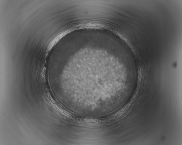 X0000115391066200912011223