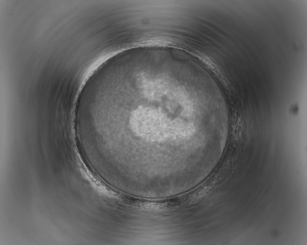 X0000115391086200912011223