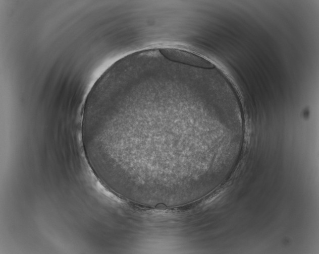 X0000115391102200912011223