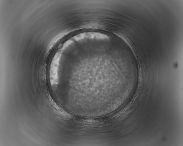 X0000115391115200912011222