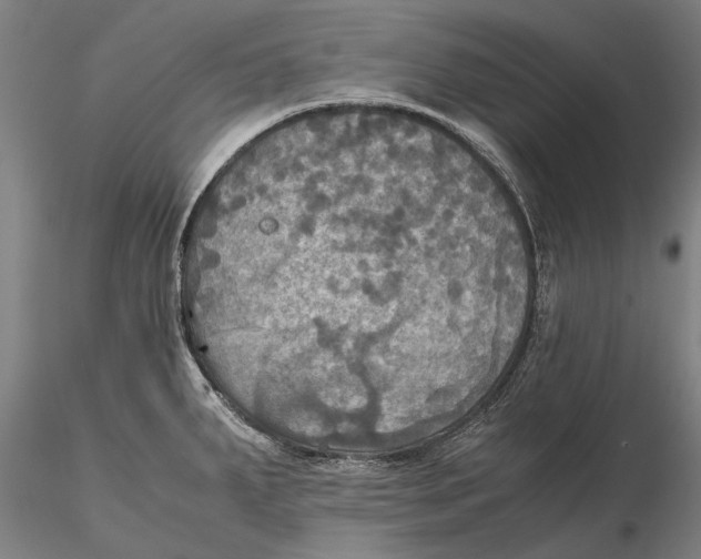 X0000115391287200912011220