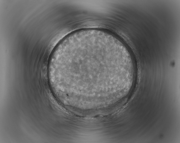 X0000115391465200912011217