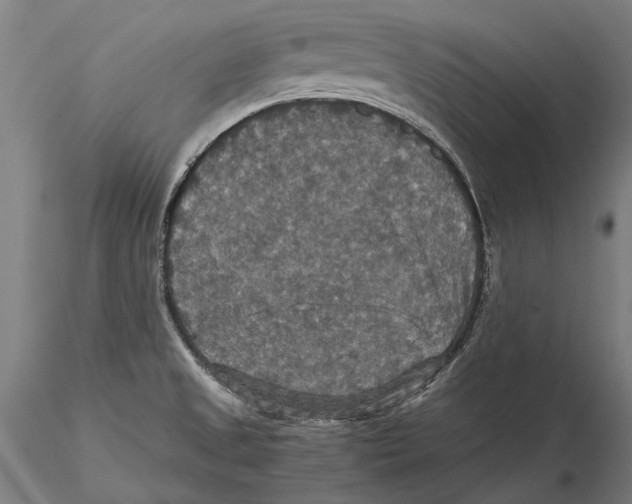 X0000115391525200912011217