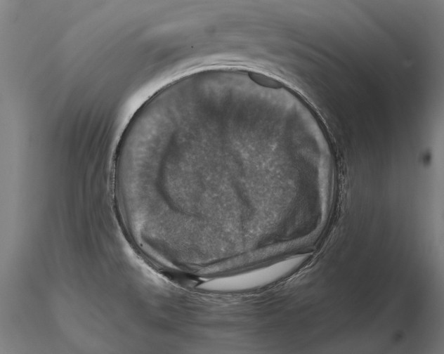 X0000115391527200912011217