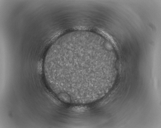 X0000115390065200912151508