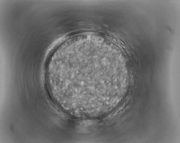 X0000115390149200912151507