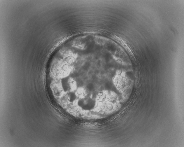 X0000115390346200912151504