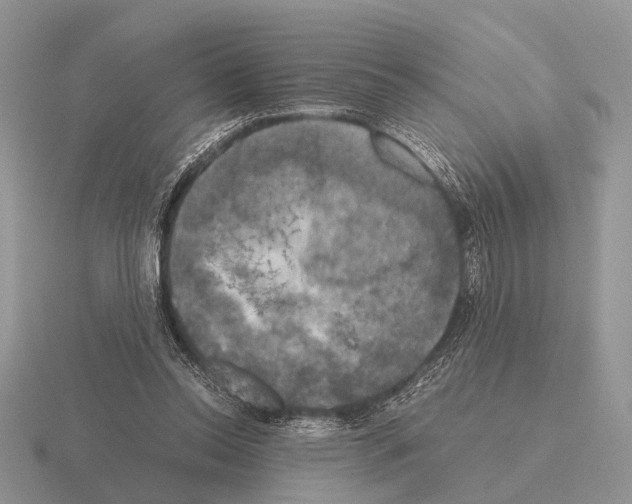 X0000115390350200912151504