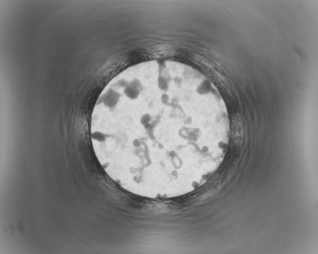 X0000115390523200912151502