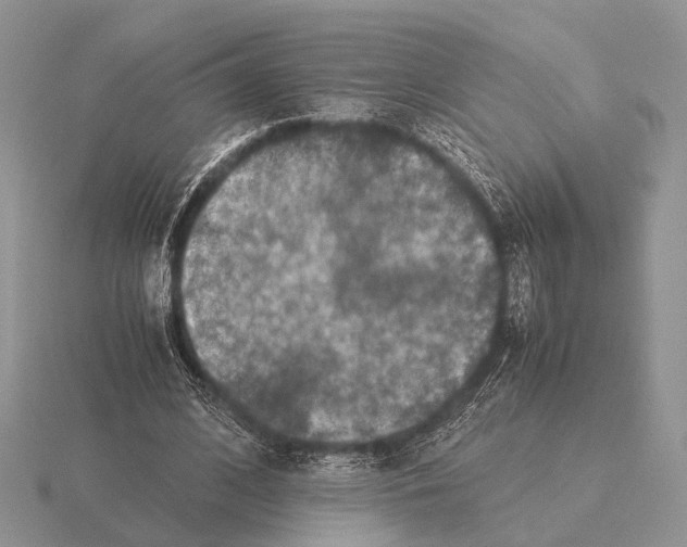 X0000115390584200912151501