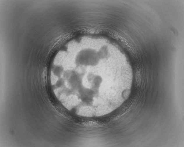 X0000115390594200912151501