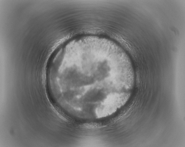 X0000115390630200912151500