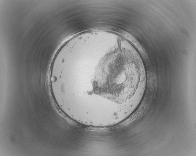 X0000115390856200912151458