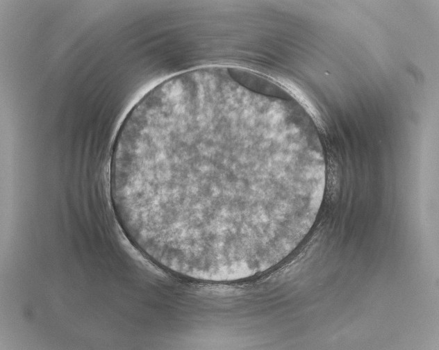 X0000115391100200912151455