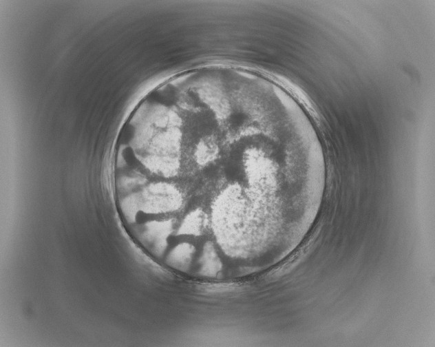 X0000115391247200912151453