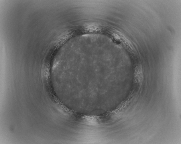 X0000115400417200912011209