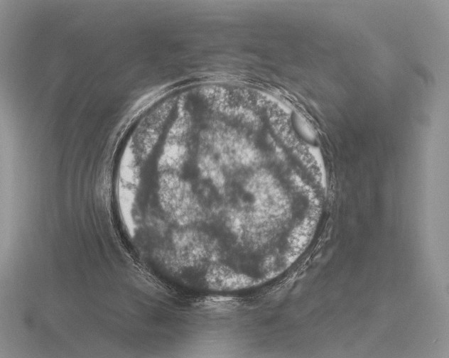 X0000115400055200912151528