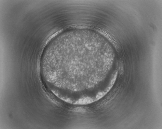 X0000115400390200912151524