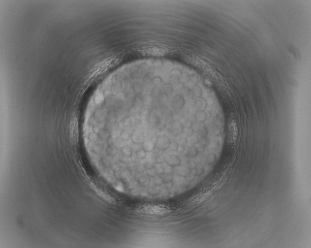 X0000115400638200912151521