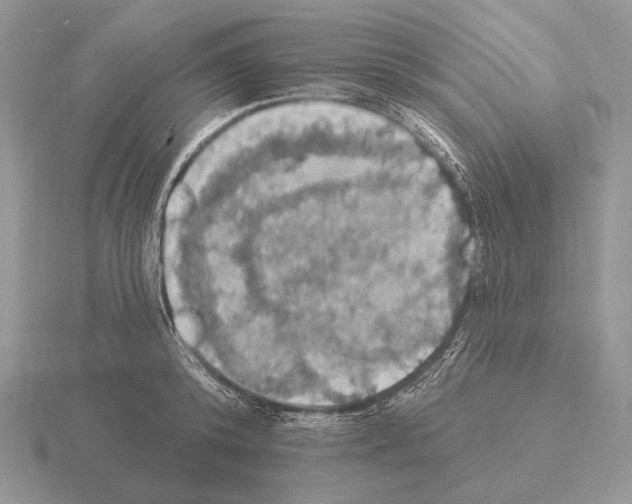 X0000115400800200912151519