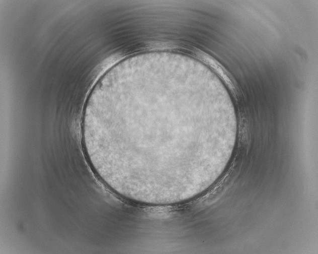 X0000115400810200912151519