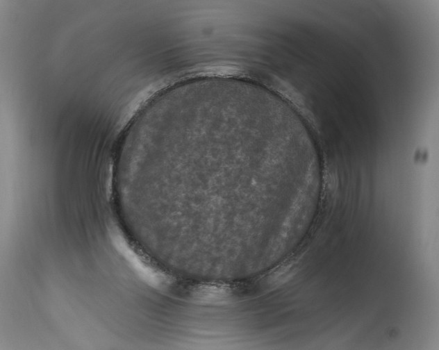 X0000115410110200911171409