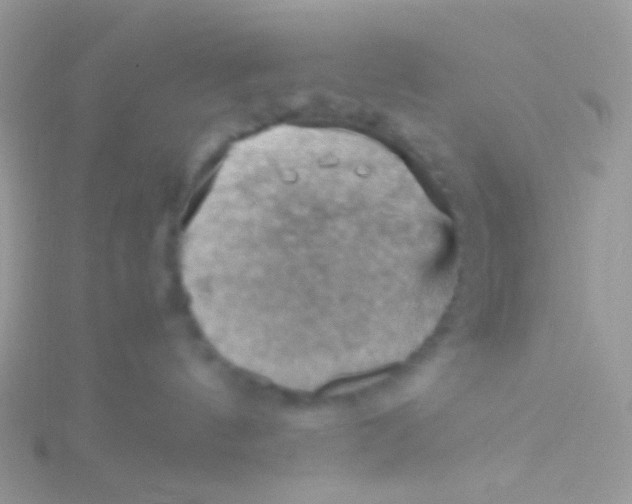 X0000115410144200911241335