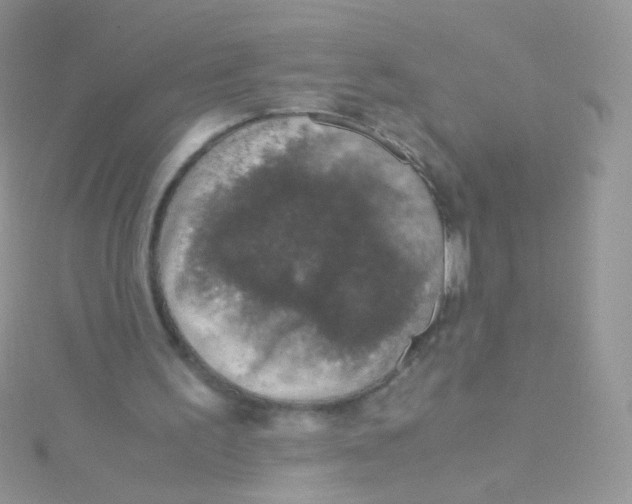 X0000115410195200911241334