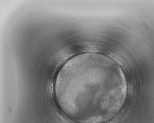 X0000115410302200912011231