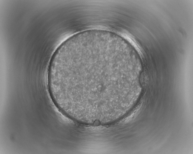 X0000115410999200912011222