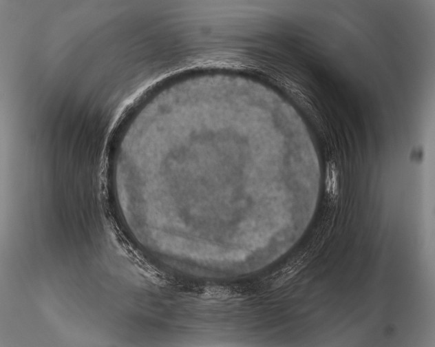 X0000115410388200912011345