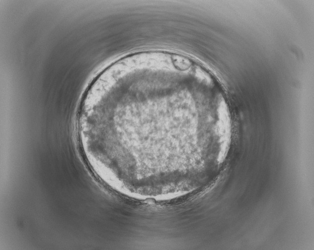 X0000115411517200912151530