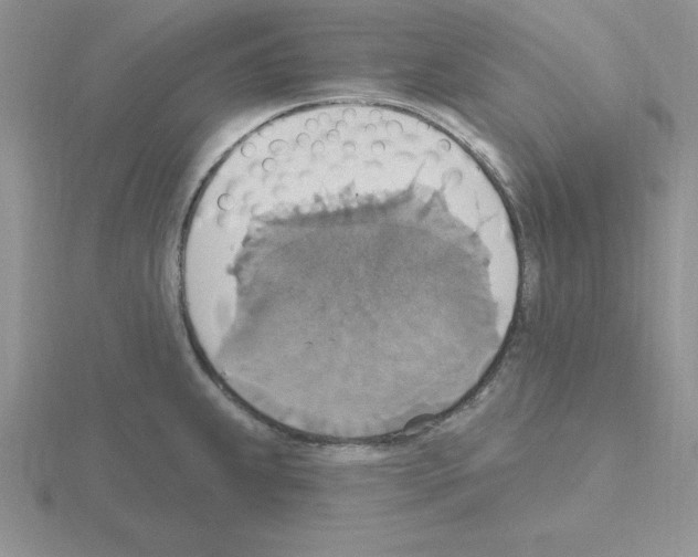 X0000115421239200912151556