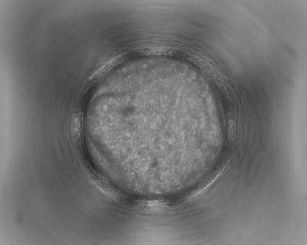 X0000115430165200912020931