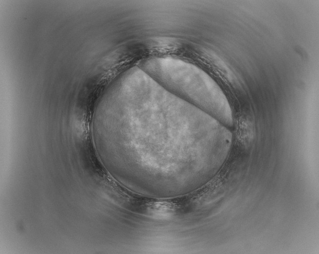 X0000115430324200912020929