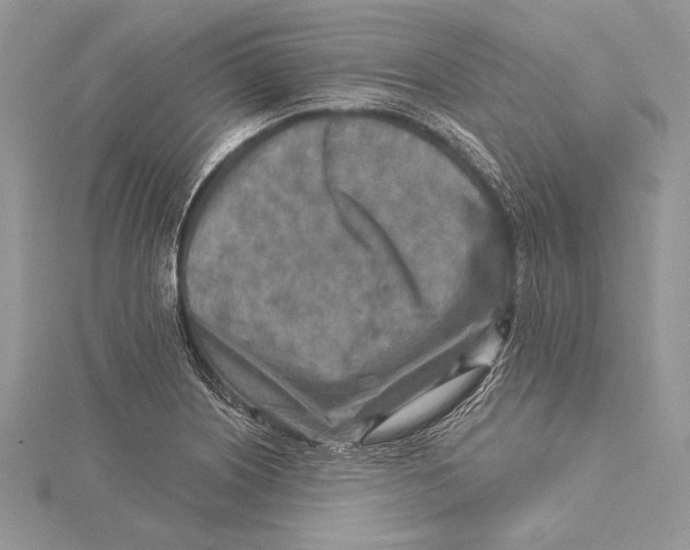 X0000115431226200912020917