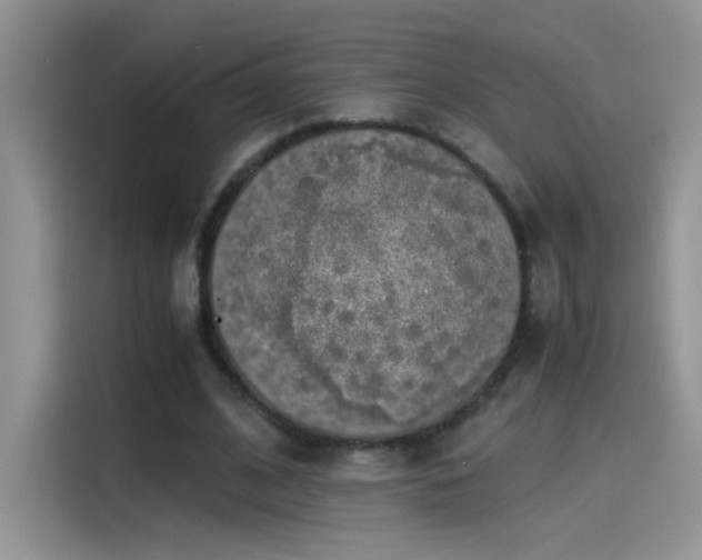 X0000115440584200911121125