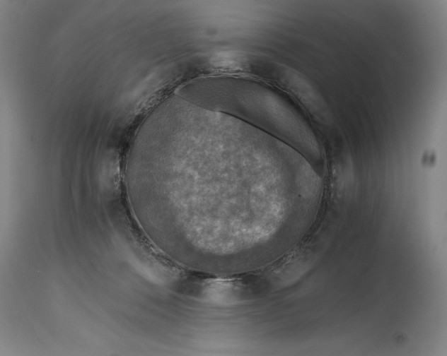 X0000115440320200911181529