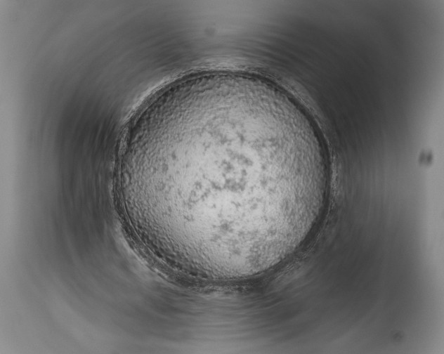 X0000115440434200911181527