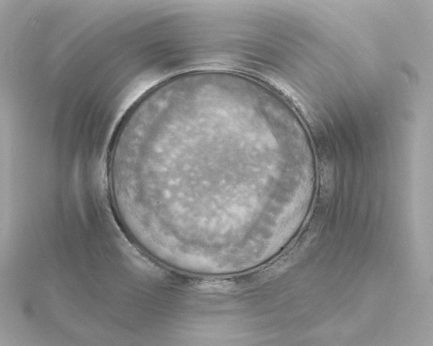 X0000115441466200911251236