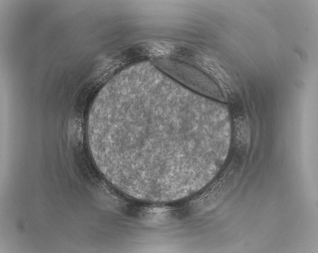 X0000115440313200912020950