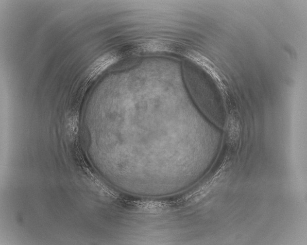 X0000115440785200912020944