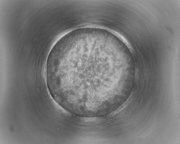 X0000115441247200912020938