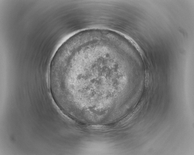 X0000115441295200912020937