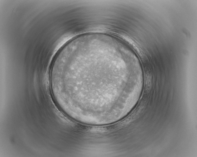 X0000115441466200912020935