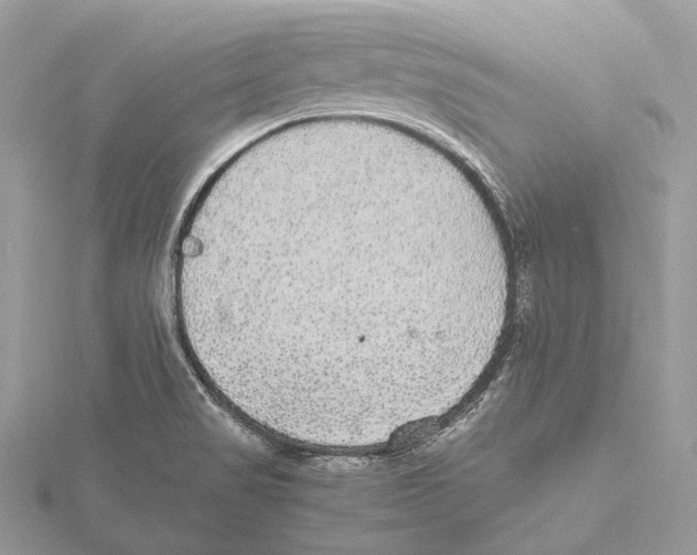 X0000115441517200912020934