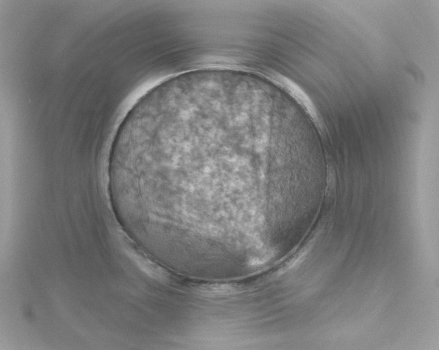 X0000115451435200911251258